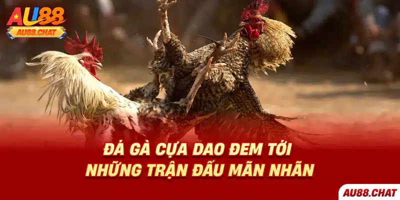 Đá gà cựa dao đem tới những trận đấu mãn nhãn 